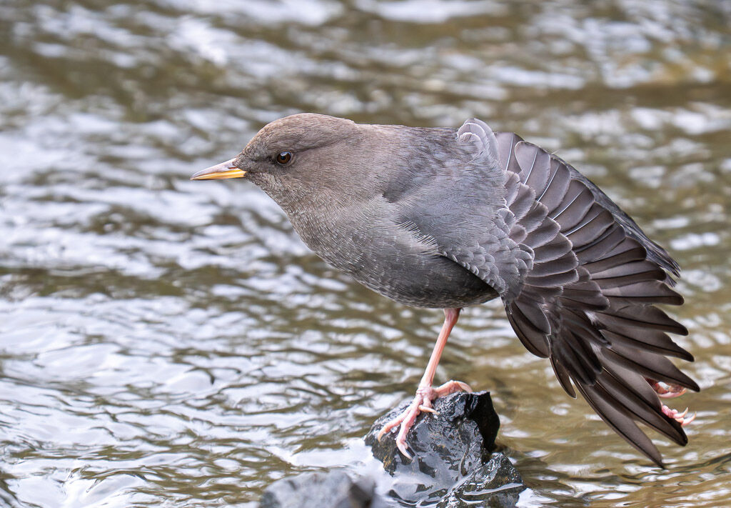 Dipper having a stretch
