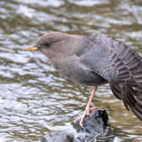 Dipper having a stretch