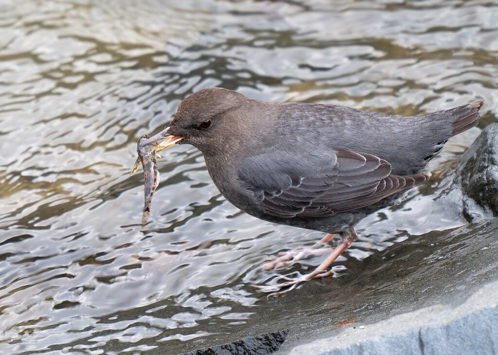 Dipper with fish