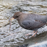 Dipper with fish