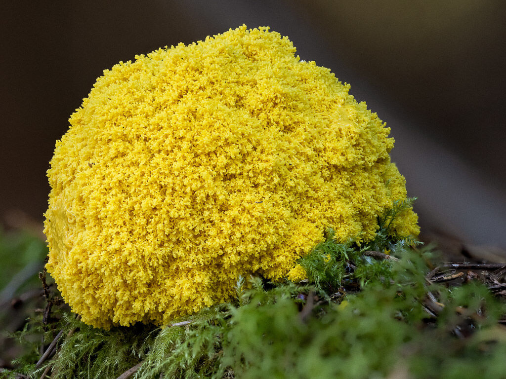 Dog vomit or Scrambled egg slime mold