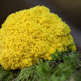 Dog vomit or Scrambled egg slime mold