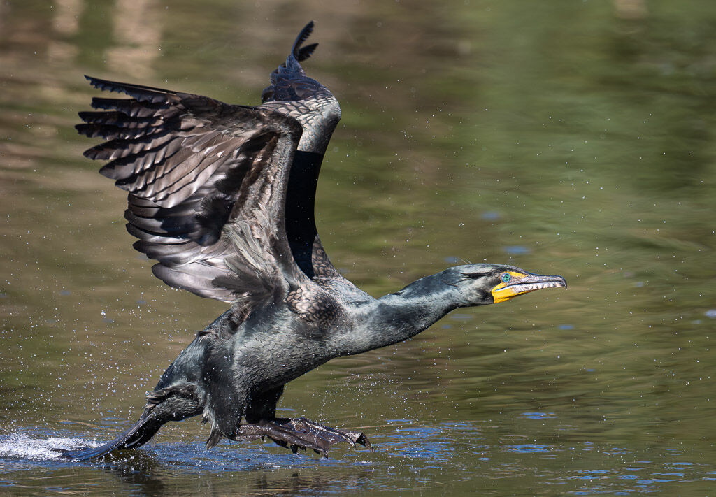 Double-creasted Cormorant  taking off