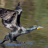 Double-creasted Cormorant  taking off