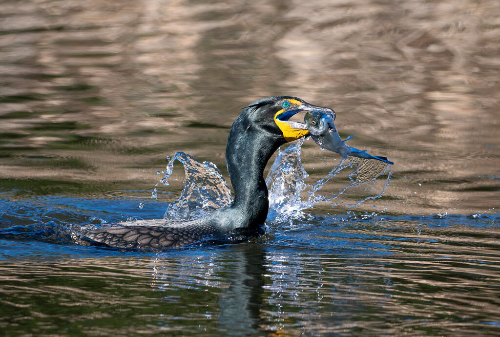 Double-creasted Cormorant with fish