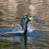 Double-creasted Cormorant with fish