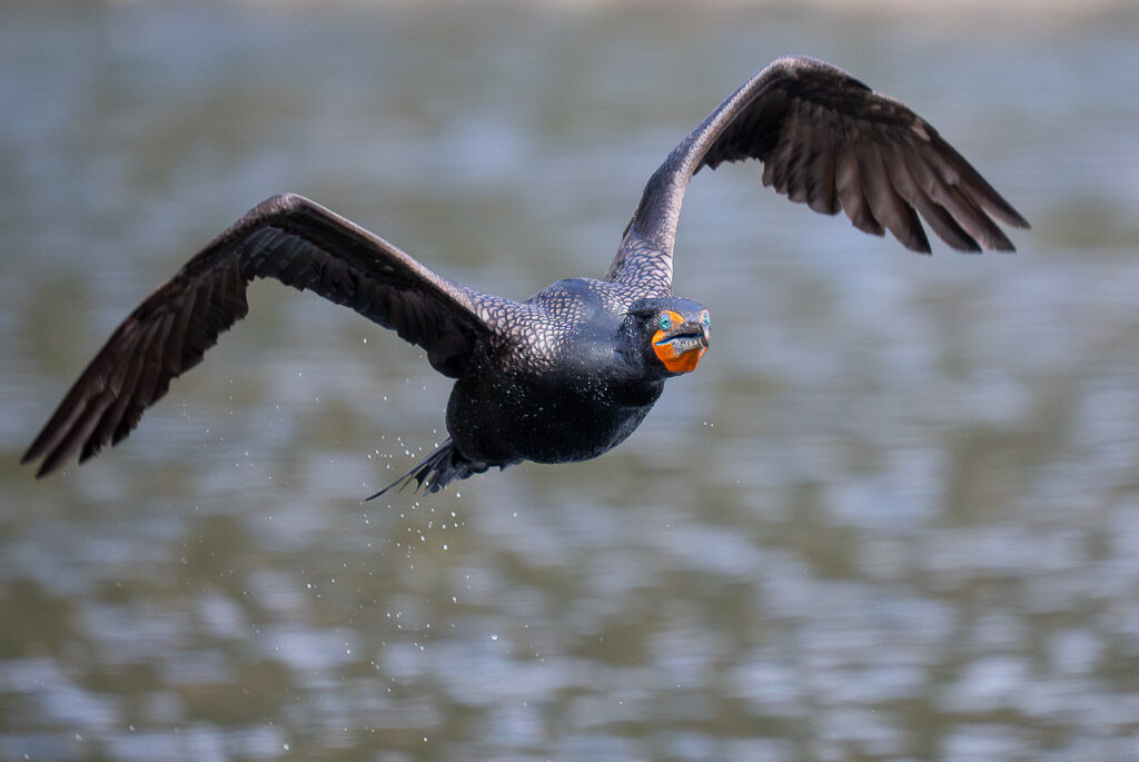 Double-creasted Cororant in flight