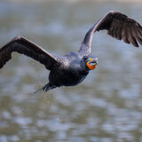 Double-creasted Cororant in flight
