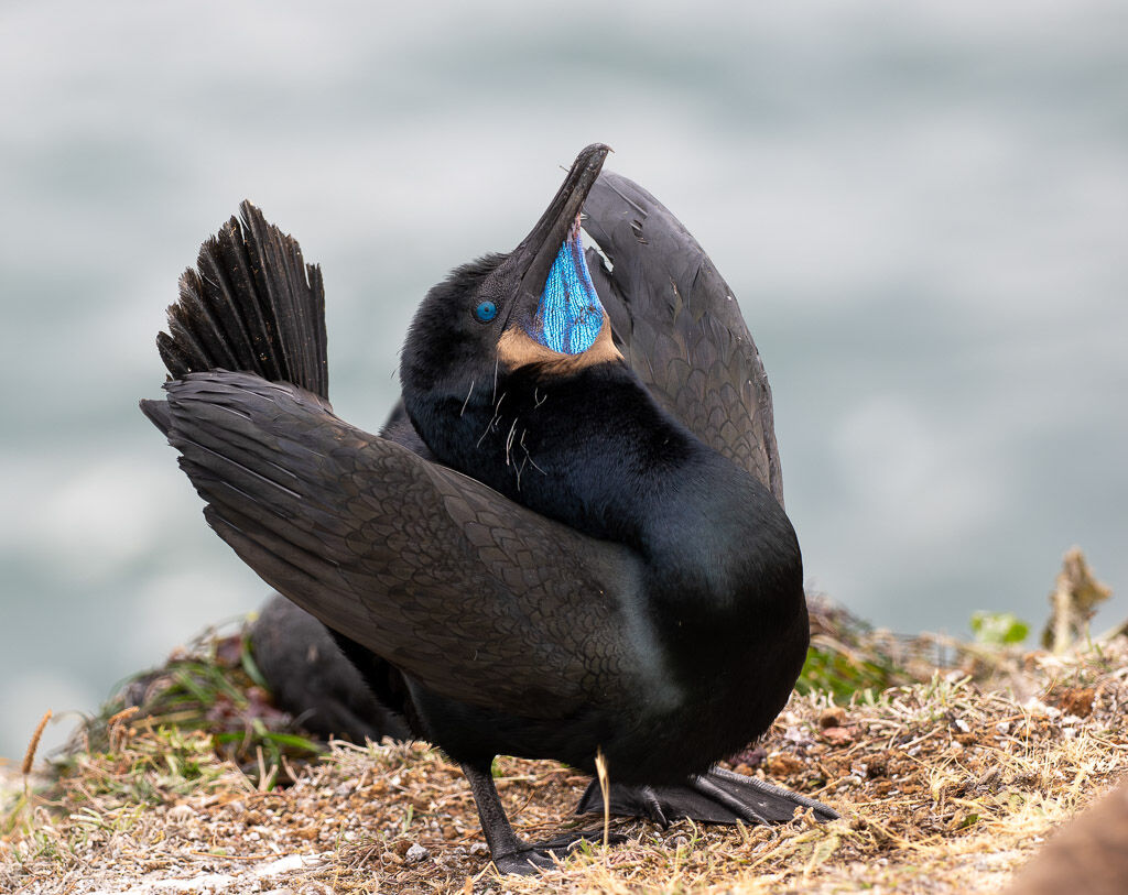 Double-crested Cormorant displaying