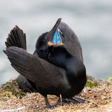 Double-crested Cormorant displaying
