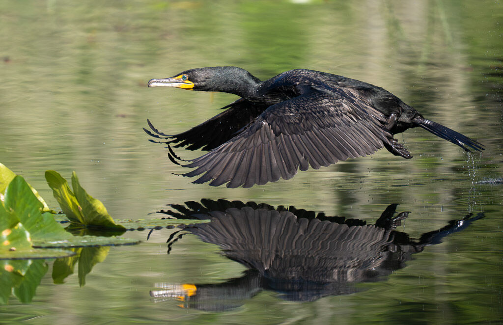 Double-crested Cormorant flight reflection