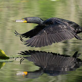 Double-crested Cormorant flight reflection