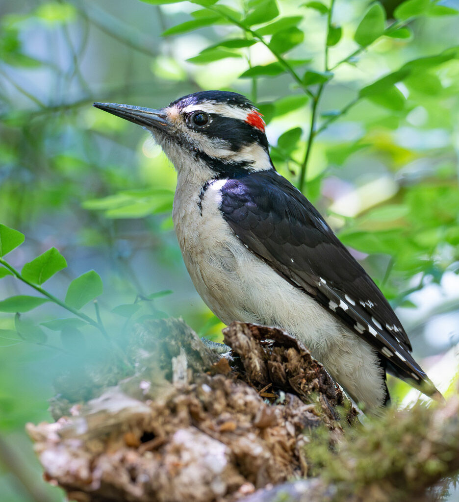 Downy Woodpecker deep in forest