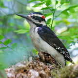 Downy Woodpecker deep in forest