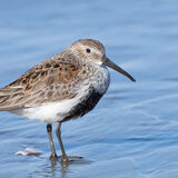 Dunlin