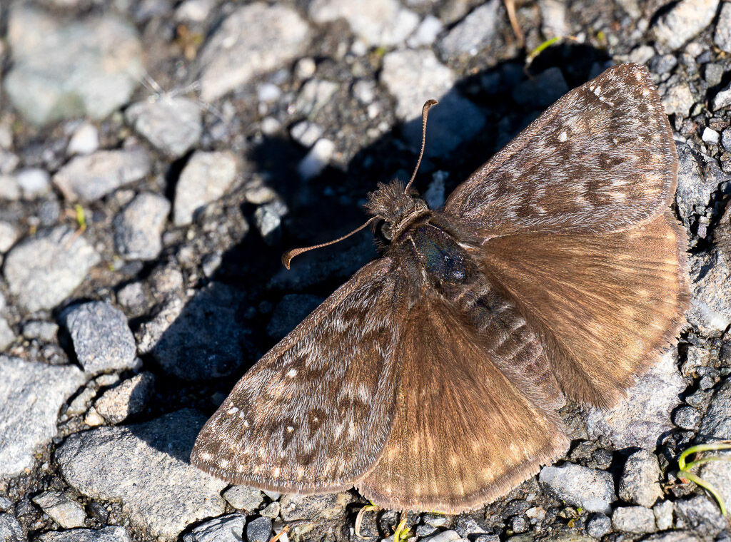 Dusky-winged Skipper