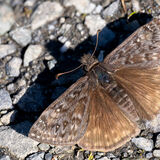 Dusky-winged Skipper