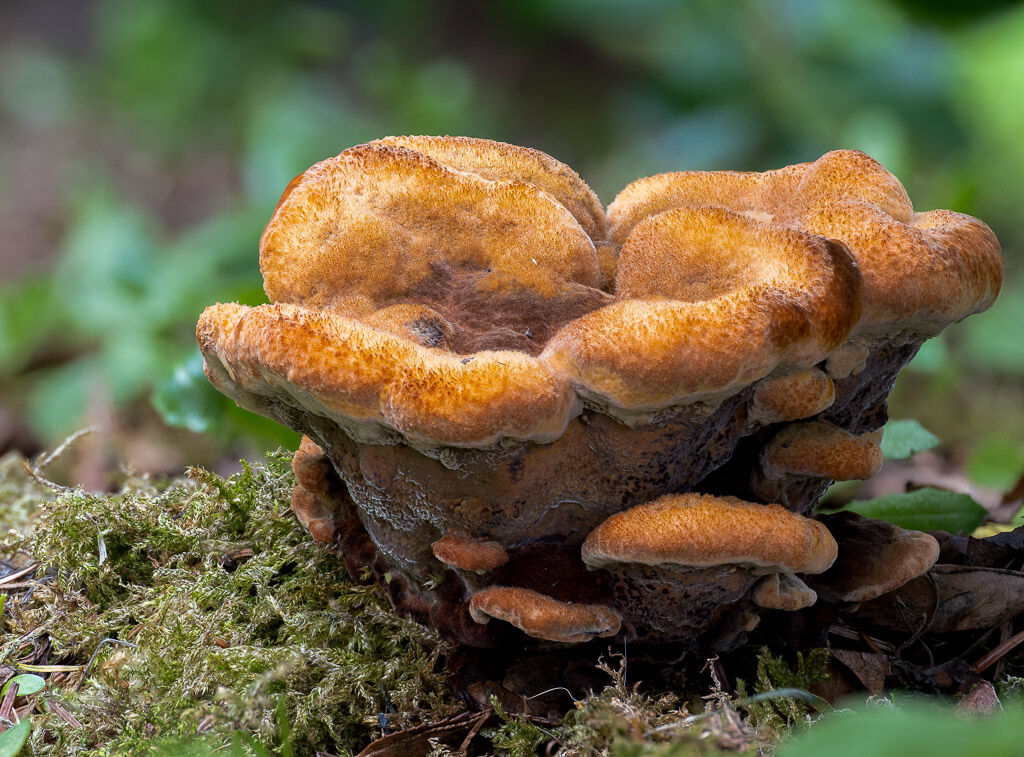 Dyers Polypore