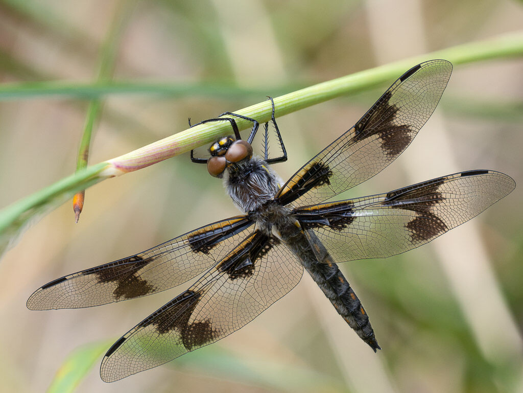 Eight-spotted Skimmer