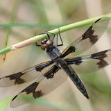 Eight-spotted Skimmer