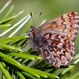 Elfin Butterfly on conifer