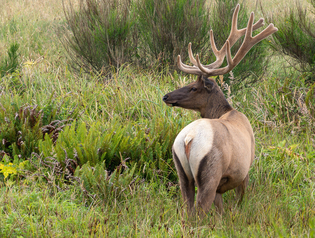 Elk huge male