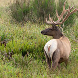 Elk huge male