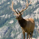 Elk standing
