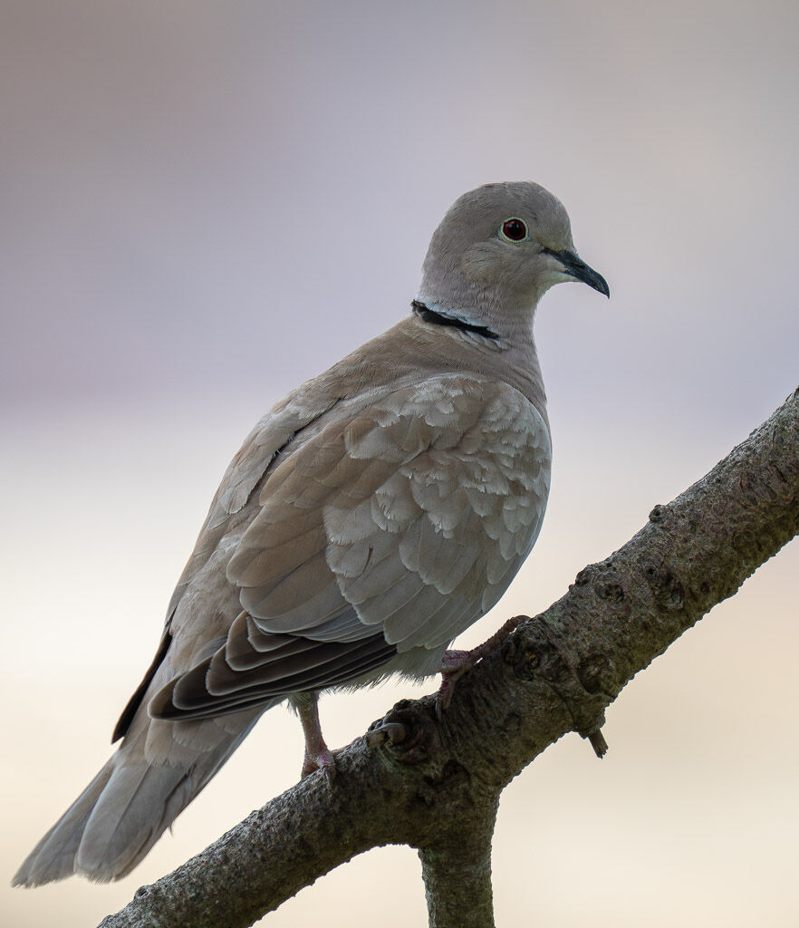Eurasian collared dove