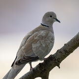 Eurasian collared dove