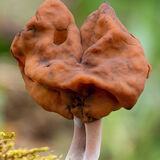 False Morel