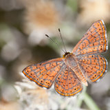 Fatal Metalmark open