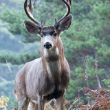 Fine Black-tail deer