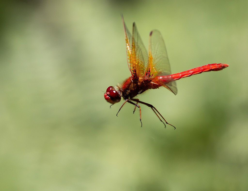 Flame Skimmer