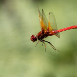 Flame Skimmer