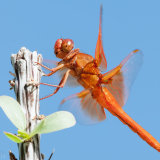 Flame Skimmer Dragonfly