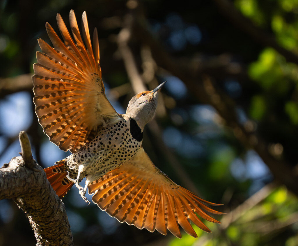 Flicker taking off