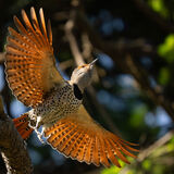 Flicker taking off