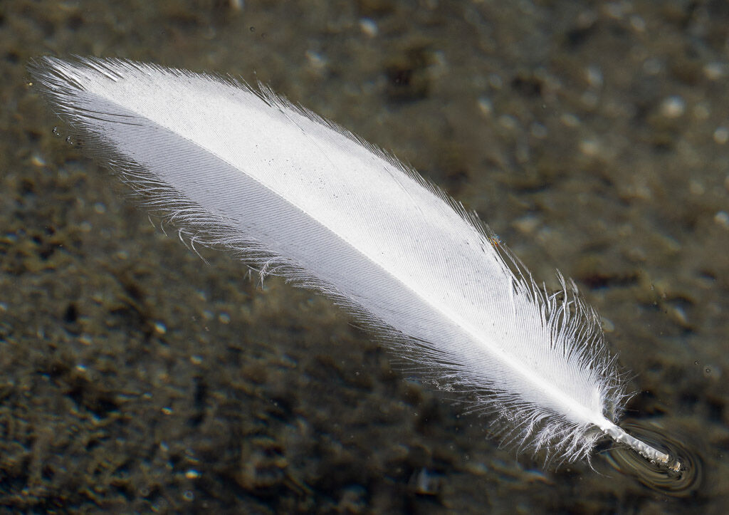 Floating feather