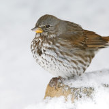 Fox Sparrow in snow