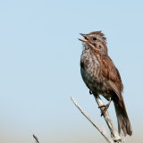 Fox Sparrow