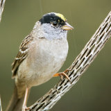 Golden-crowned Sparrow on cholla