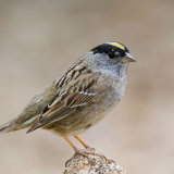 Golden-crowned Sparrow