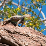 Granite-spiny Lizard light phase
