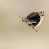 Grasshopper in flight