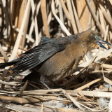 Great-tailed Grackle female basking