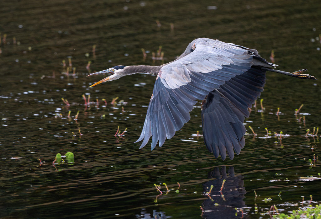 Great Blue Heron calling