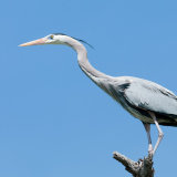 Great Blue Heron on stump against blue sky