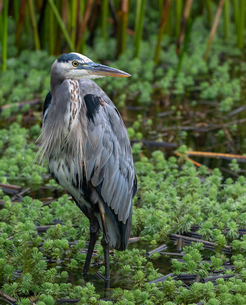 Great Blue Heron portrate