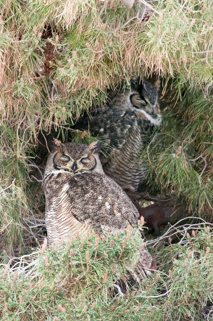 Great Horned Owl pair resting at day roost Wildlife Photographs by
